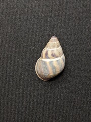 Amphidromus glaucolarynx