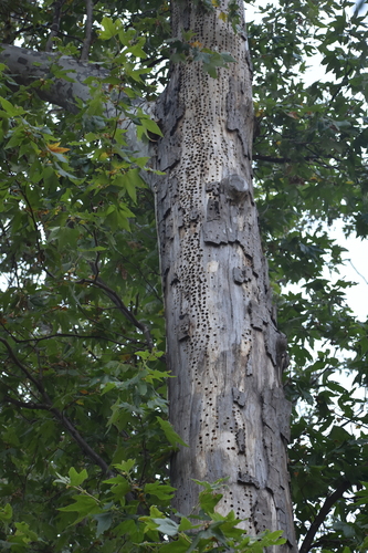 photo of Acorn Woodpecker (Melanerpes formicivorus)