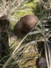 Gyromitra sphaerospora