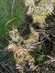 Gyromitra sphaerospora