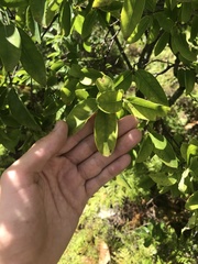 Wikstroemia oahuensis