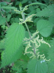 Urtica dioica