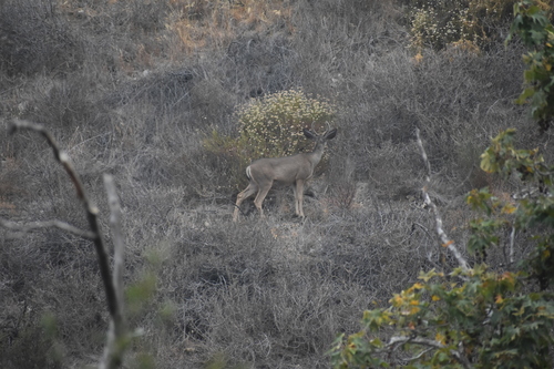 photo of Mule Deer (Odocoileus hemionus)