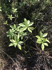 Scaevola gaudichaudiana