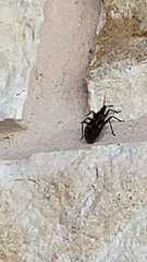 Triatoma sanguisuga