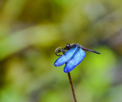 Zenithoptera lanei