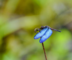 Zenithoptera lanei
