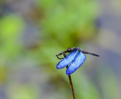 Zenithoptera lanei