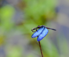Zenithoptera lanei