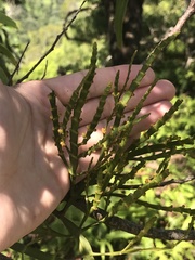 Korthalsella complanata