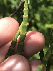 Korthalsella complanata