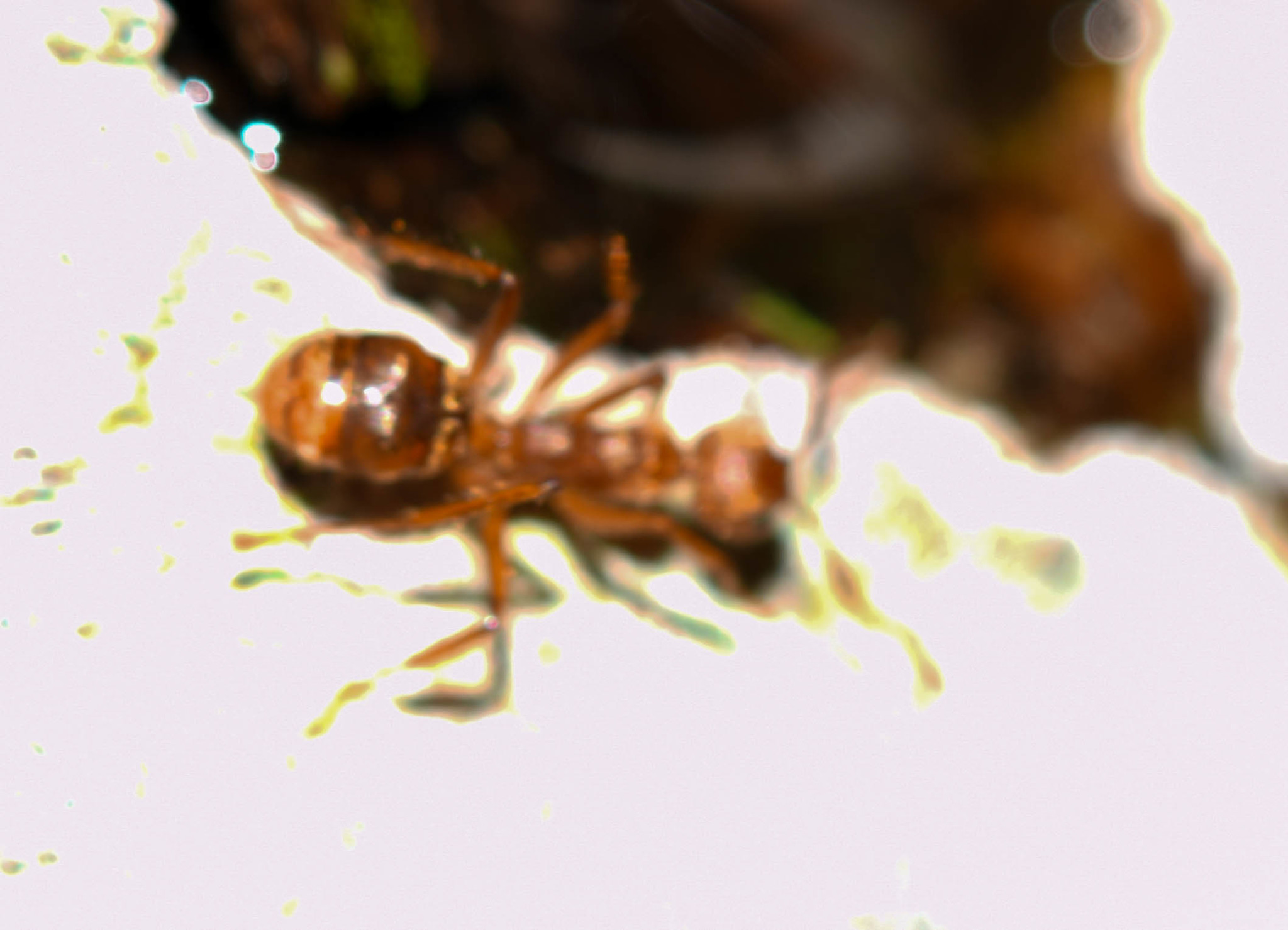 Dolichoderus ferrugineus