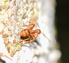 Dolichoderus ferrugineus