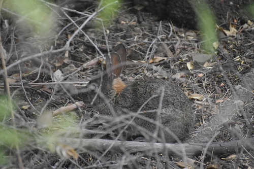 photo of Brush Rabbit (Sylvilagus bachmani)