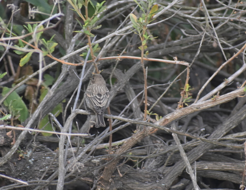 photo of House Finch (Haemorhous mexicanus)