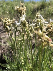 Astragalus sheldonii