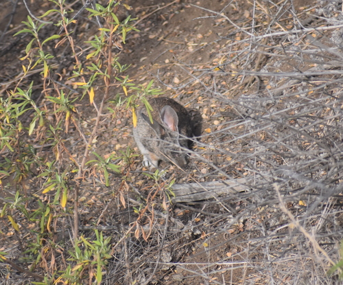 photo of Brush Rabbit (Sylvilagus bachmani)