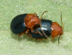 Podagrica malvae