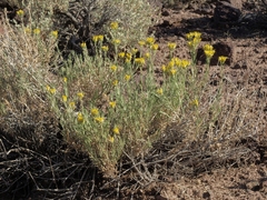 Chrysothamnus viscidiflorus puberulus