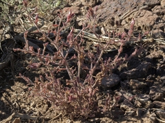 Cordylanthus kingii helleri