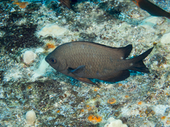 Three-Spot Damsel photo 5