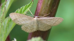 Idaea pallidata