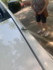 Dendrotettix quercus