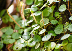 Peperomia serpens
