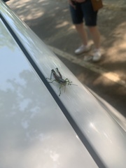 Dendrotettix quercus