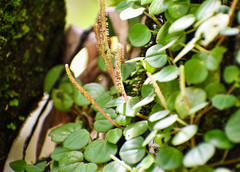 Peperomia serpens