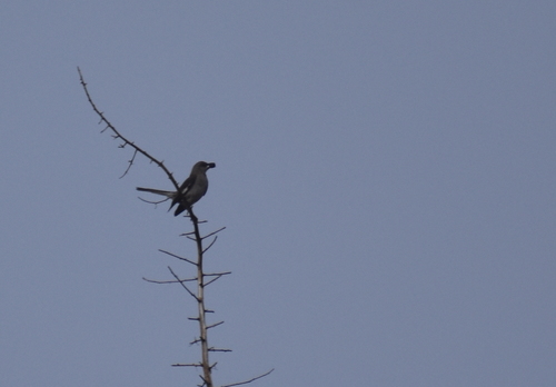 photo of Northern Mockingbird (Mimus polyglottos)