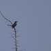 photo of Northern Mockingbird (Mimus polyglottos)