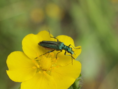 Oedemera nobilis