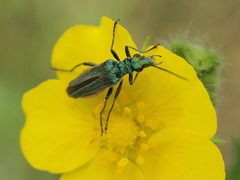 Oedemera nobilis