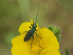 Oedemera nobilis