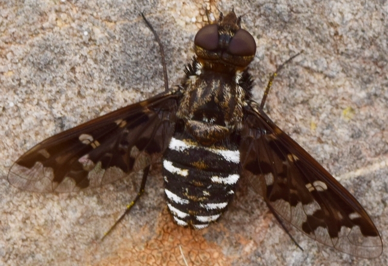 Silvery Bee-fly