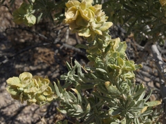 Atriplex canescens canescens