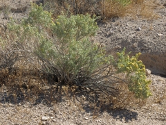 Atriplex canescens canescens