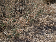 Eriogonum nummulare