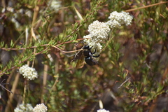 Xylocopa californica