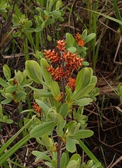 Myrica gale tomentosa
