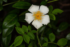 Rosa arvensis