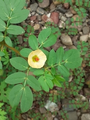 Kallstroemia maxima