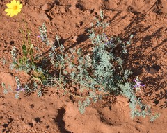 Dalea lasiathera