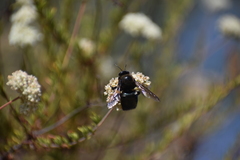 Xylocopa californica