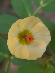 Kallstroemia maxima