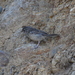 photo of Rufous-crowned Sparrow (Aimophila ruficeps)