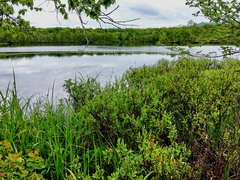 Myrica gale tomentosa