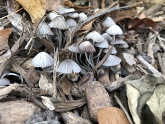 Coprinellus
