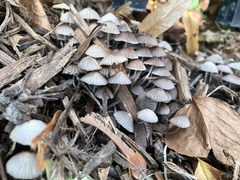 Coprinellus